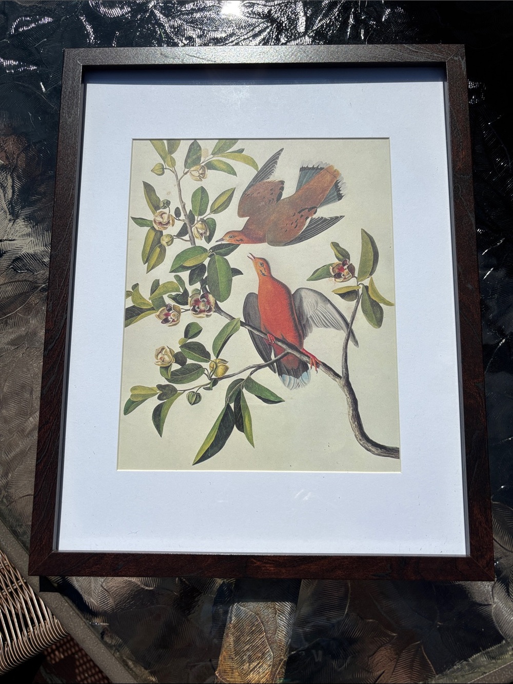 Vintage Audubon Page Print